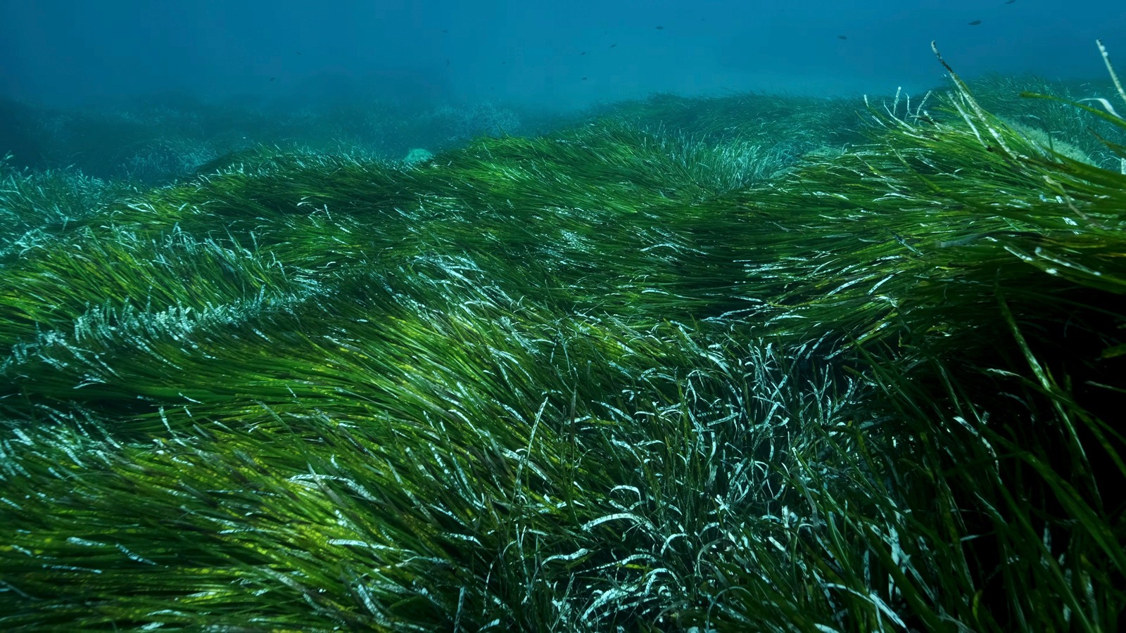 Posidonia-Seegrasfeld unter Wasser im Mittelmeer